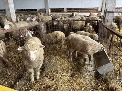 Bosanski inat Dragana Vukovića: Krenuo iz hobija, danas na farmi 1.000 grla stoke