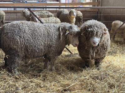 Bosanski inat Dragana Vukovića: Krenuo iz hobija, danas na farmi 1.000 grla stoke