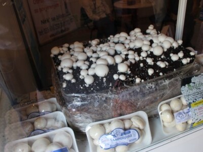 Gajenje gljiva na štandu