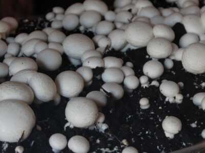 Gradačački sajam šljive 2015