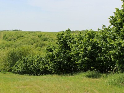 Domagoj Dropulić- uzgoj lijeske