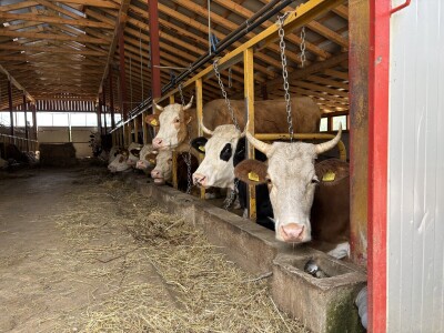 Bosanski inat Dragana Vukovića: Krenuo iz hobija, danas na farmi 1.000 grla stoke