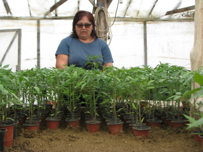 Božana Popoviću svom rasadniku