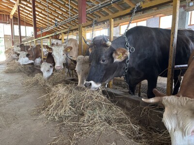 Bosanski inat Dragana Vukovića: Krenuo iz hobija, danas na farmi 1.000 grla stoke