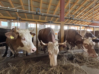 Bosanski inat Dragana Vukovića: Krenuo iz hobija, danas na farmi 1.000 grla stoke