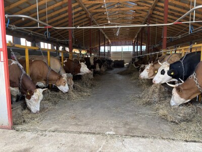 Bosanski inat Dragana Vukovića: Krenuo iz hobija, danas na farmi 1.000 grla stoke