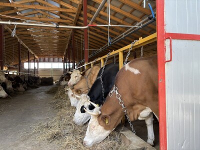 Bosanski inat Dragana Vukovića: Krenuo iz hobija, danas na farmi 1.000 grla stoke