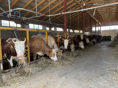 Bosanski inat Dragana Vukovića: Krenuo iz hobija, danas na farmi 1.000 grla stoke