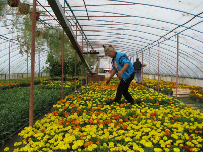 plastenik sa cvijećem