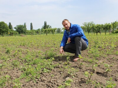 Domagoj Dropulić- uzgoj lijeske