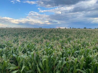 Goran Pravda - kukuruz kokičar
