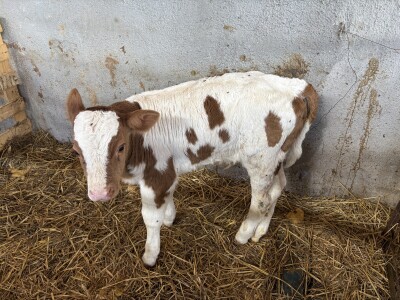 Bosanski inat Dragana Vukovića: Krenuo iz hobija, danas na farmi 1.000 grla stoke