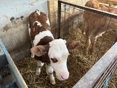 Bosanski inat Dragana Vukovića: Krenuo iz hobija, danas na farmi 1.000 grla stoke