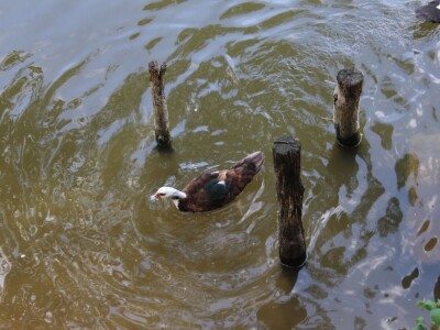 Plantaža šljiva Raifa Čolića