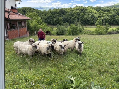 Bosanski inat Dragana Vukovića: Krenuo iz hobija, danas na farmi 1.000 grla stoke