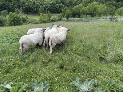 Bosanski inat Dragana Vukovića: Krenuo iz hobija, danas na farmi 1.000 grla stoke