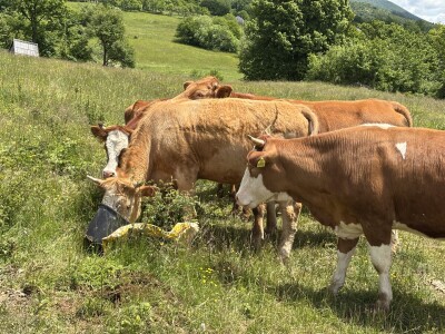Bosanski inat Dragana Vukovića: Krenuo iz hobija, danas na farmi 1.000 grla stoke