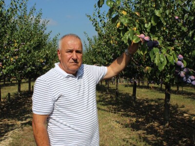 Plantaža šljiva Raifa Čolića