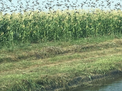 SCARYBIRD: Da više u proizvodnji nemate problema s pticama