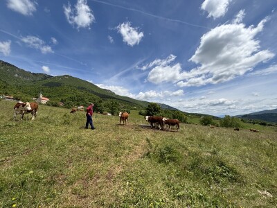 Bosanski inat Dragana Vukovića: Krenuo iz hobija, danas na farmi 1.000 grla stoke