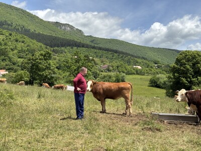 Bosanski inat Dragana Vukovića: Krenuo iz hobija, danas na farmi 1.000 grla stoke