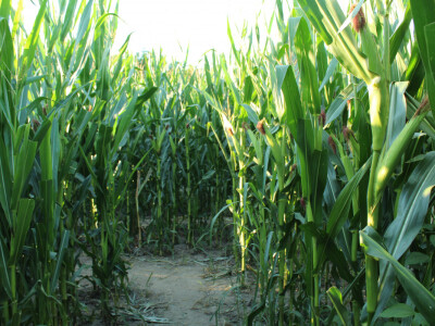 Kukuruzni labirint u rurlanom i šumskom ambijentu vraća djeci djetinjstvo, a odraslima mir