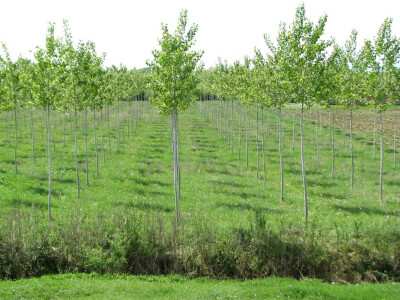 Plantaža topole