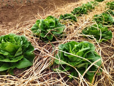 Studenti PPF-a u Sarajevu  donirali proizvedeno povrće