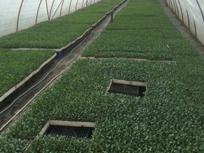 Poljoprivredna zadruga Ogulin