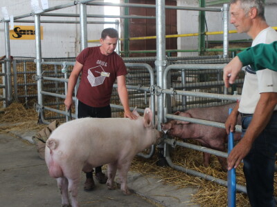 Državna stočarska izložba u Gudovcu