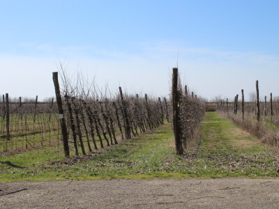 OPG Stipino Čeminac