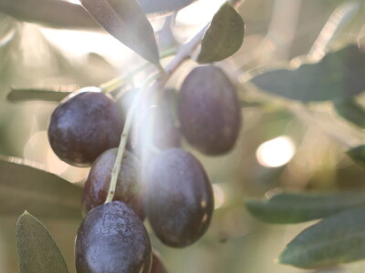 BERBA MASLINA U HERCEGOVINI