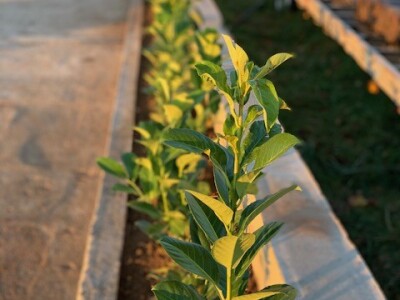 Uređenje vrtova Posušje Uređenje vrtova Posušje