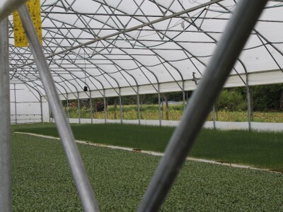 Obitelj Puljić proizvodi kupus i poriluk