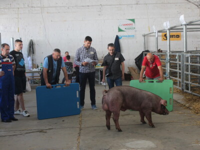 Državna stočarska izložba u Gudovcu