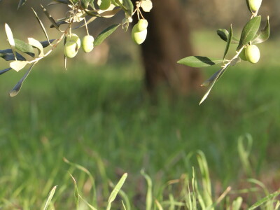 BERBA MASLINA U HERCEGOVINI