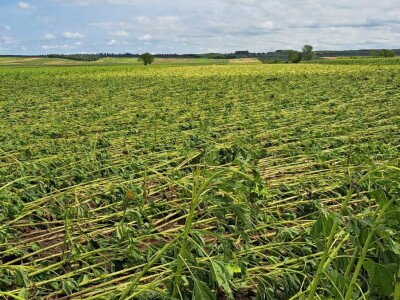 Ratarski usevi posle nevremena