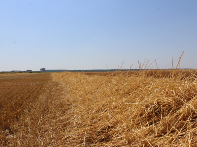 Claas Lexion 8900 demotour