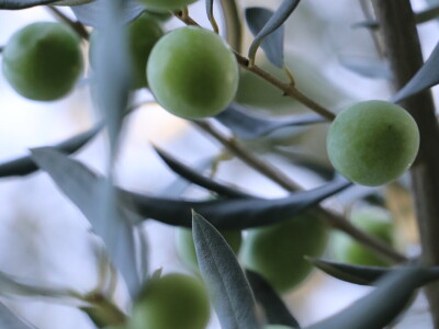 BERBA MASLINA U HERCEGOVINI