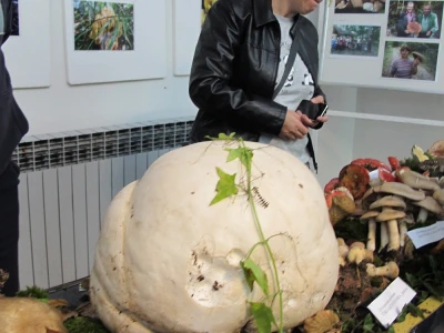 Puhara rekorderka - 5 kg