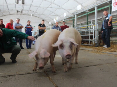Državna stočarska izložba u Gudovcu