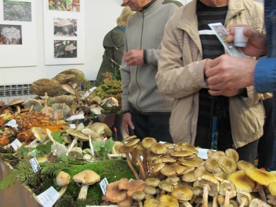 Veliki interes za treću izložbu gljiva i fotografija Udruge gljivara „Kotrč“ Daruvar