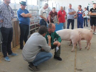 Državna stočarska izložba u Gudovcu