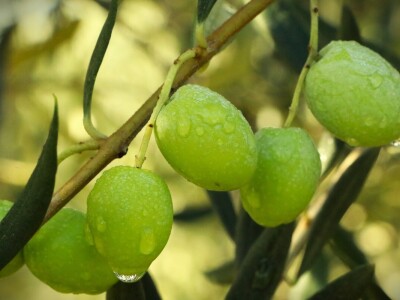 BERBA MASLINA U HERCEGOVINI