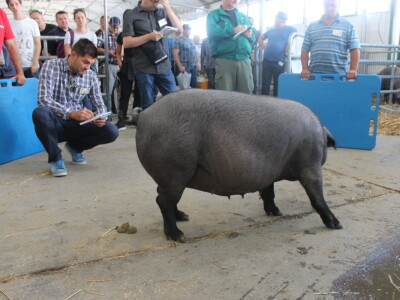 Državna stočarska izložba u Gudovcu