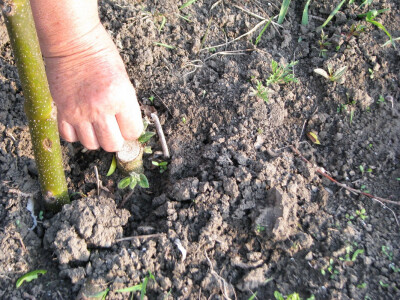 mladice paulovnije krenule