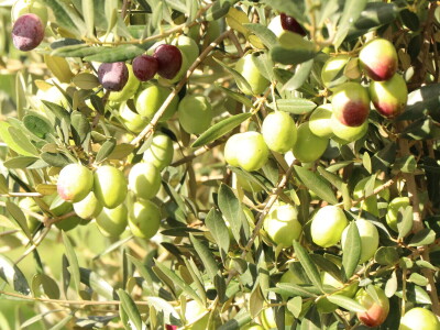 BERBA MASLINA U HERCEGOVINI