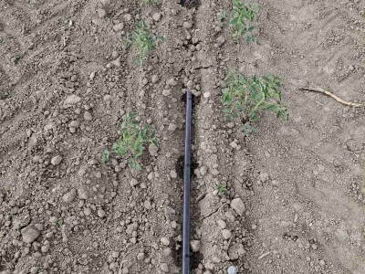 Netafim navodnjavanje na gospodarstvu Drožđek