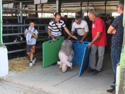 Državna stočarska izložba u Gudovcu