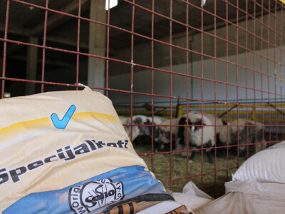 Bosanski inat Dragana Vukovića: Krenuo iz hobija, danas na farmi 1.000 grla stoke